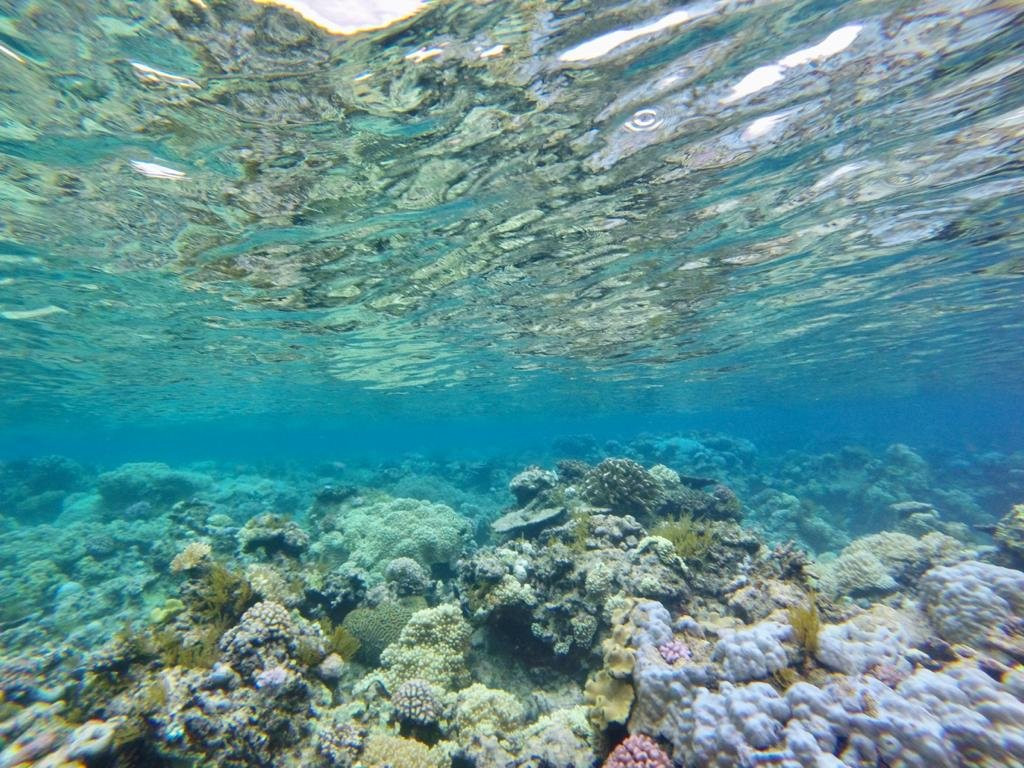 Cairns Dive Centre景点图片