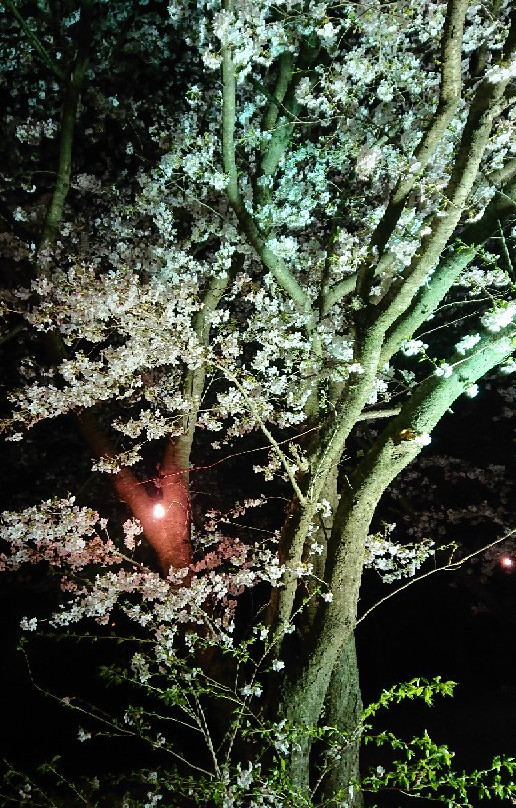 Sakura Trees along Nagare River-浮羽市必去景点