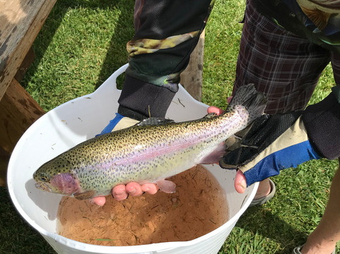 Deano's Springwater Smoked Trout-Guyra必去景点