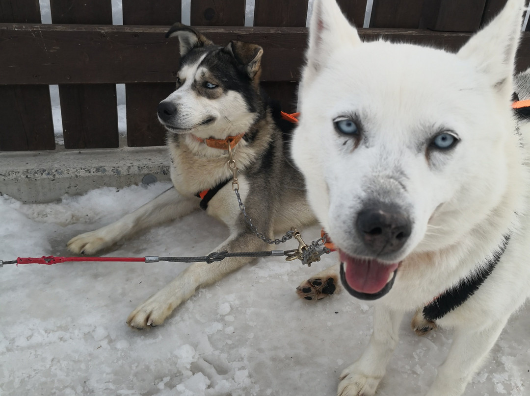 Centro Italiano Sleddog Husky Village景点图片