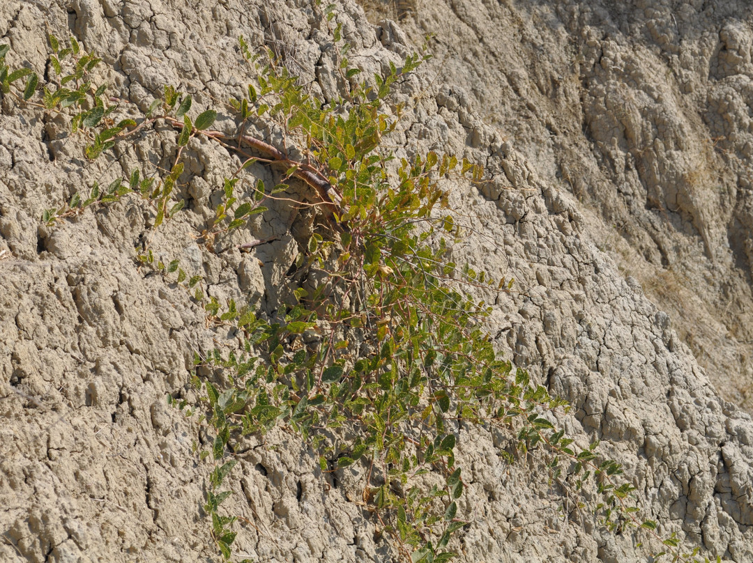 Calanchi di Atri景点图片