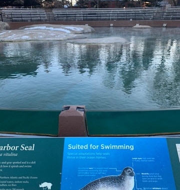 Kovler Sea Lion Pool-芝加哥必去景点