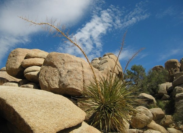 Lost Horse Valley-约书亚树国家公园必去景点