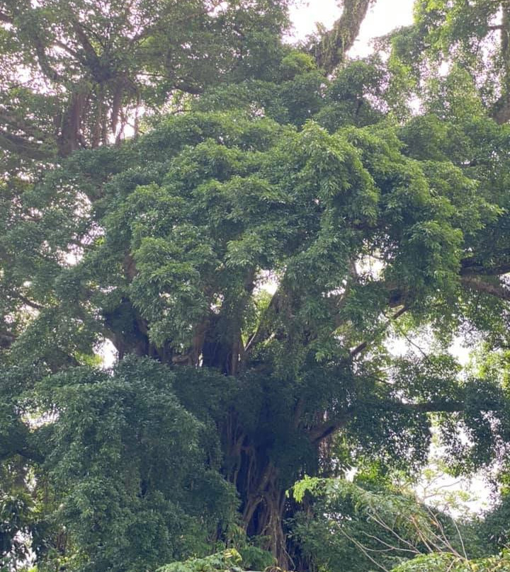 Millennium Tree (Balete tree)景点图片
