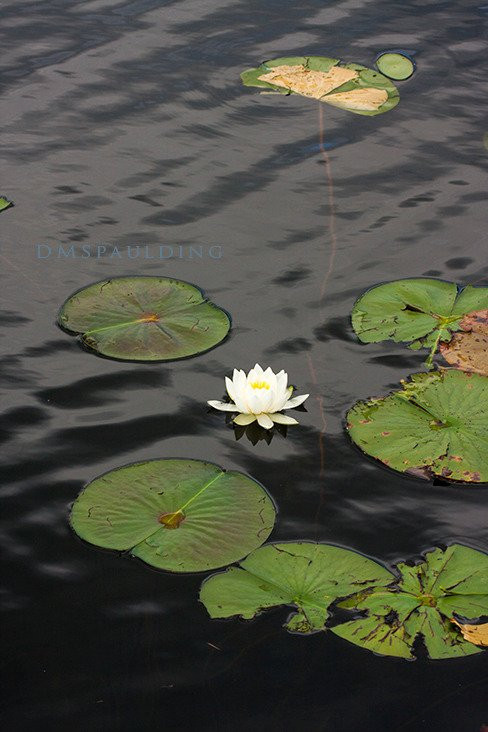 Catamount State Forest