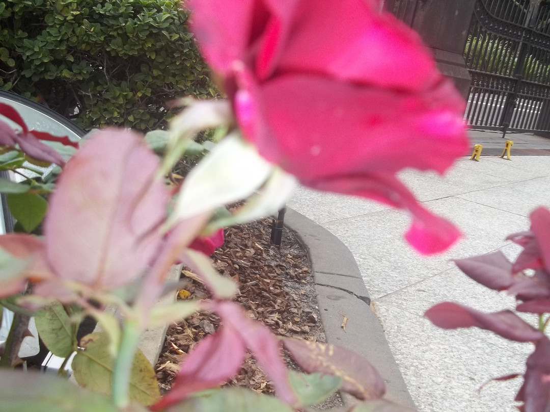 圣帕特里克大教堂-墨尔本必去景点