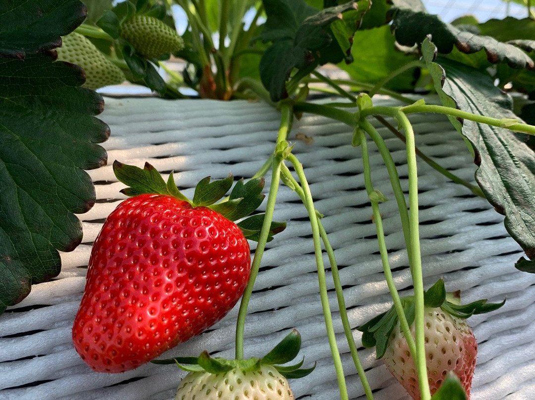Okashinoshiro Nasu Heartland-那须町必去景点