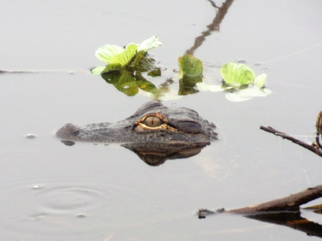 Okeechobee Airboat Charters-Moore Haven必去景点