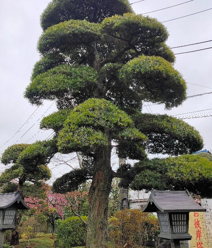 Mitsuzoin Temple-川口市必去景点