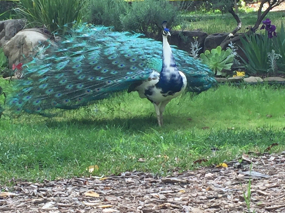 The Krishnamurti Retreat主图