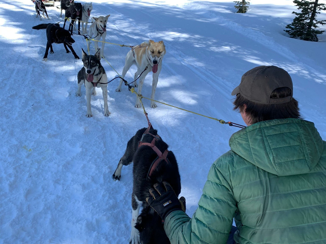 Monarch Dog Sled Rides-Monarch必去景点