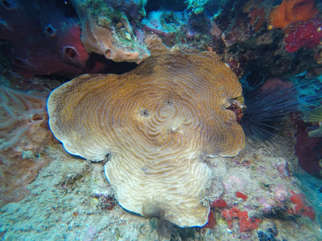 SALT-Toucari必去景点