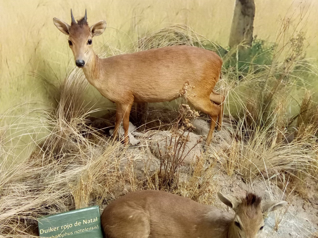 Museo Miguel Lillo De Ciencias Naturales景点图片