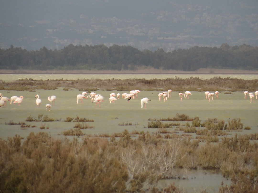 Akrotiri Salt Lake-Akrotiri必去景点