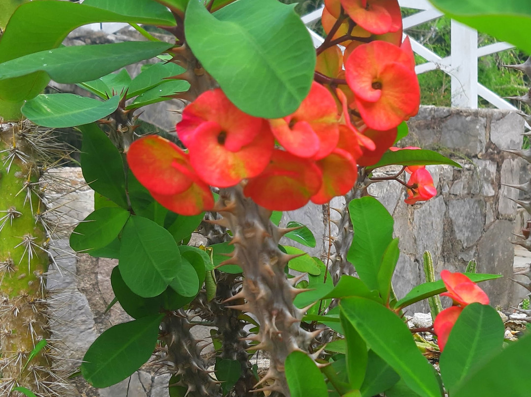 Soroa Orchid Botanical Garden-Soroa必去景点