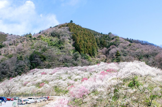 Takao Baigo Ume Festival-八王子市必去景点