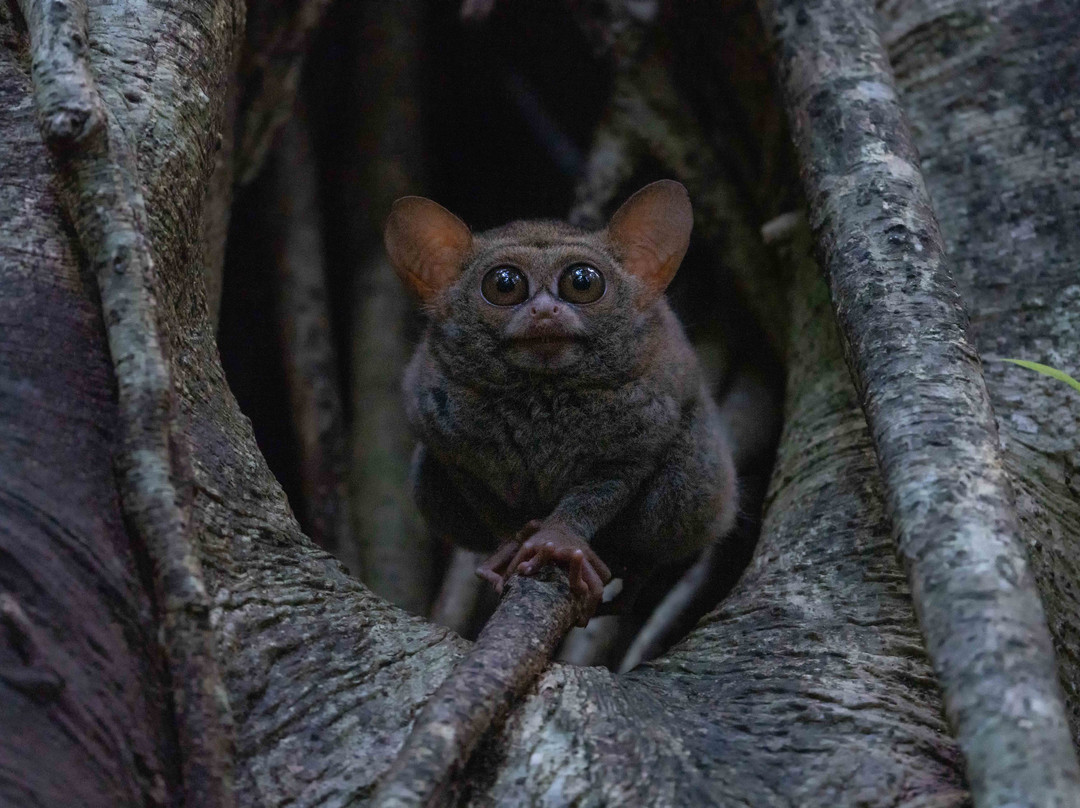 Tangkoko Wildlife Tour景点图片