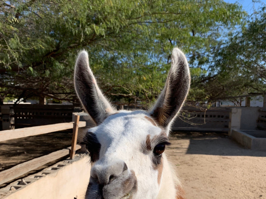 North Sedra Farm-Madinat Ash Shamal必去景点