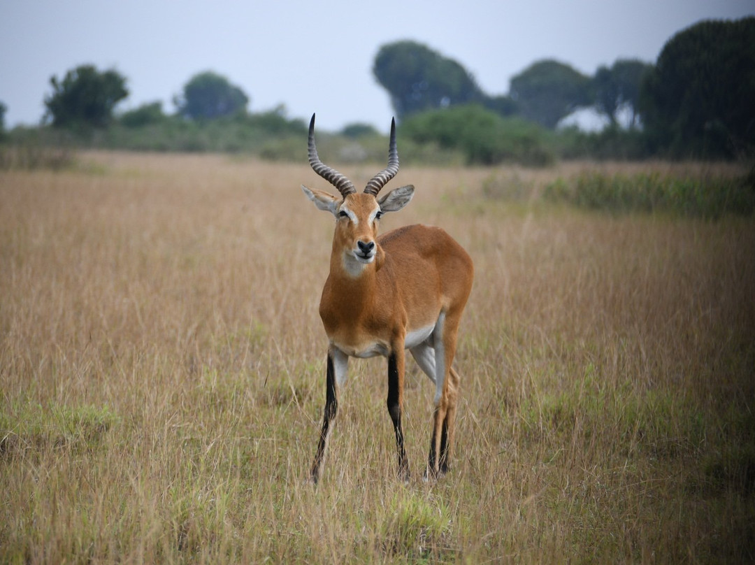 Kyambura Game Reserve (Kyambura Gorge)-伊丽莎白女王国家公园必去景点