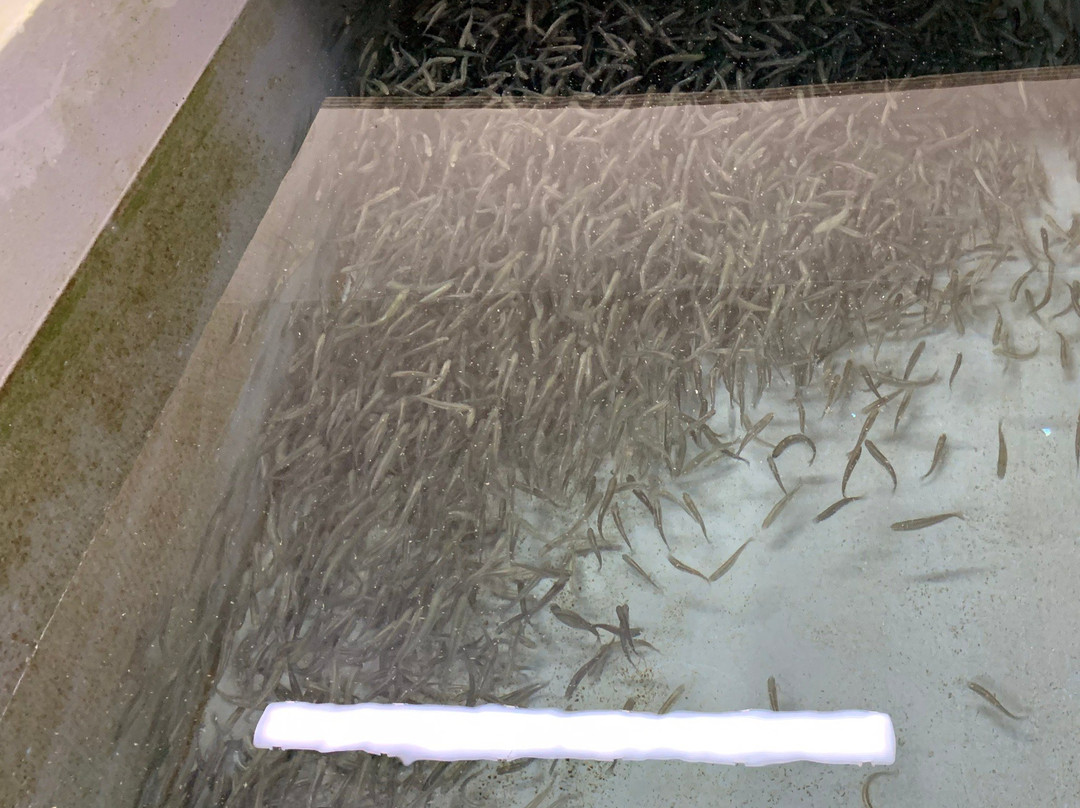 Tongariro National Trout Centre景点图片