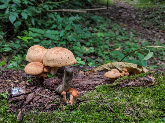 Gombe Stream National Park-Gombe National Park必去景点