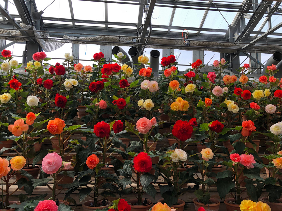 Begonia Garden-桑名市必去景点