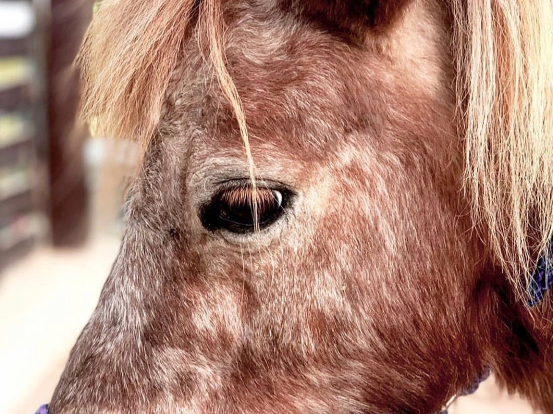 North Sedra Farm-Madinat Ash Shamal必去景点