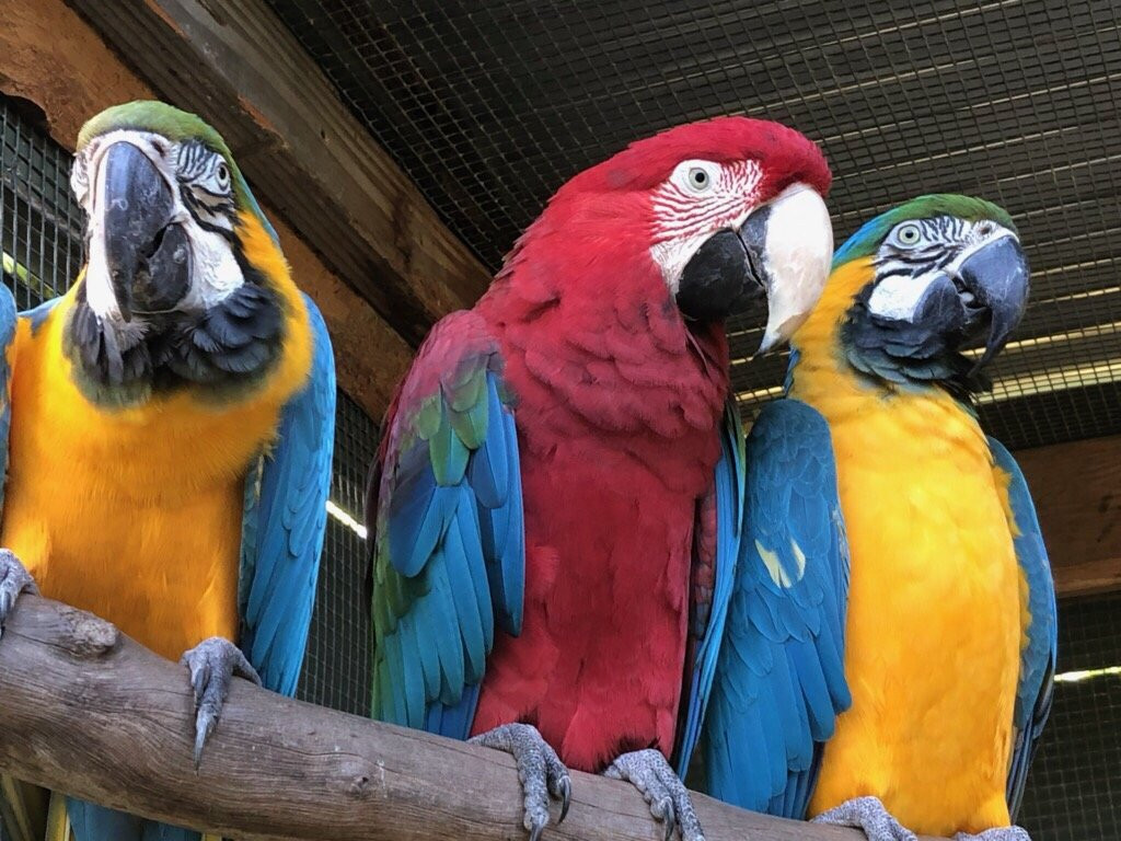 Parrots in Paradise Sanctuary-基亚拉凯库亚必去景点