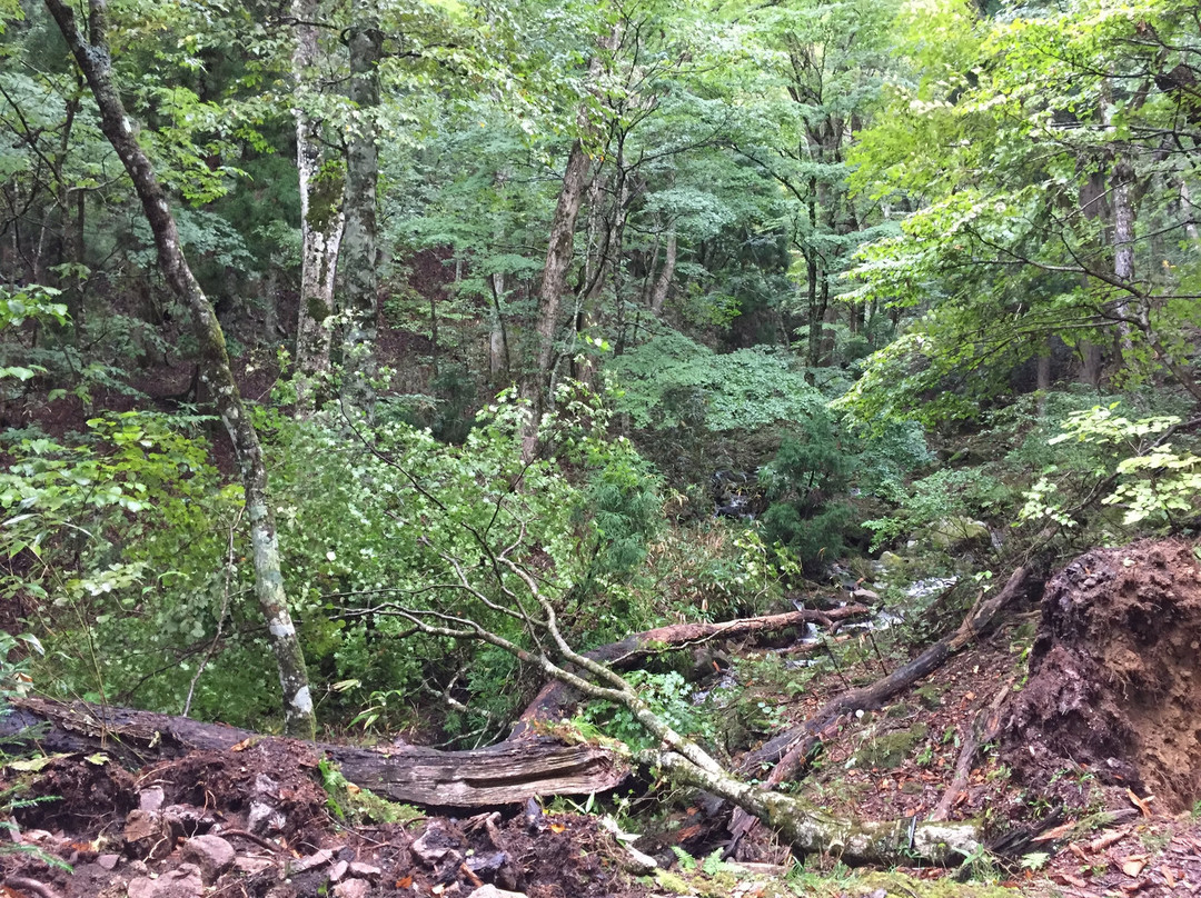 Wakasugi Natural Forest景点图片