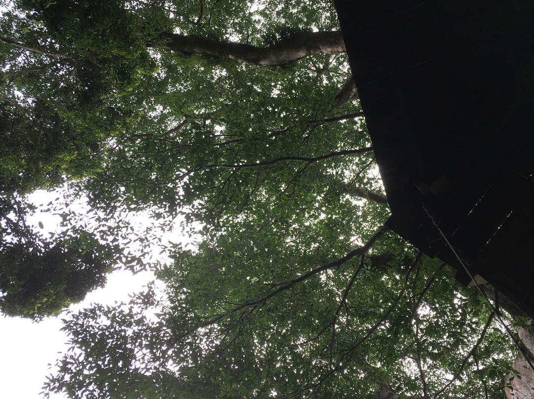 Falealupo Canopy Walk-萨瓦伊岛必去景点