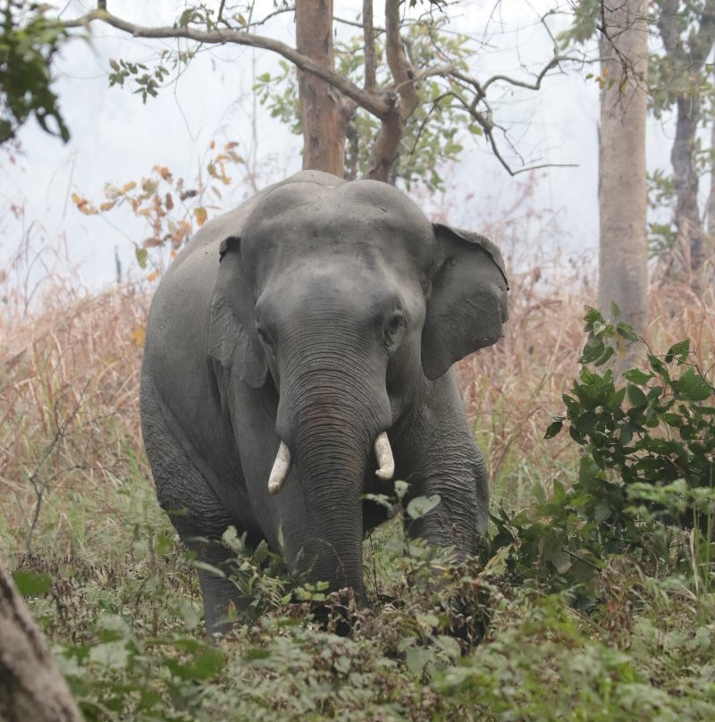 Dudhwa National Park景点图片