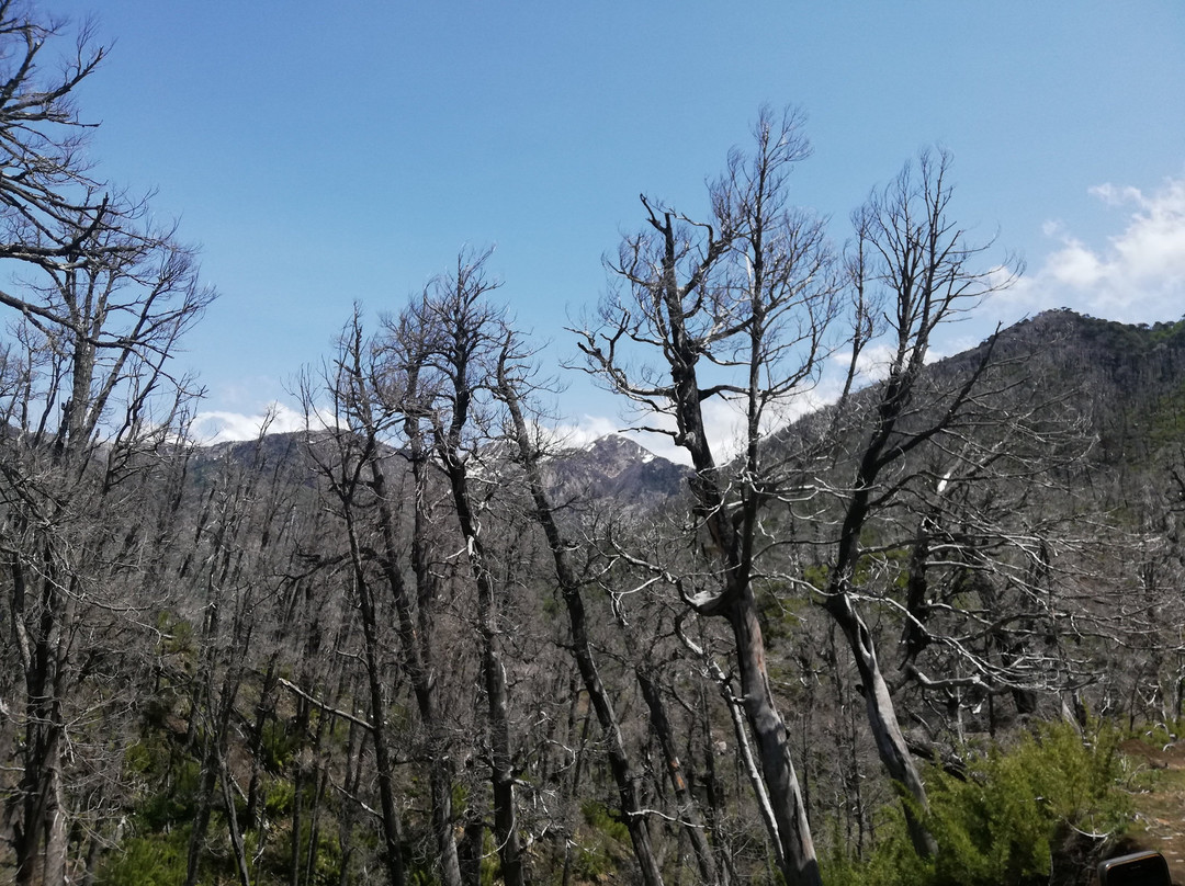 Reserva Nacional China Muerta-Araucania Region必去景点