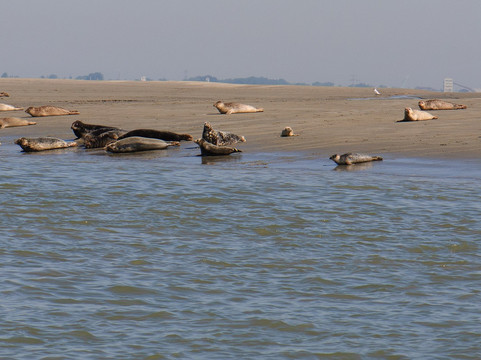 Wavekarting Cadzand-Cadzand必去景点