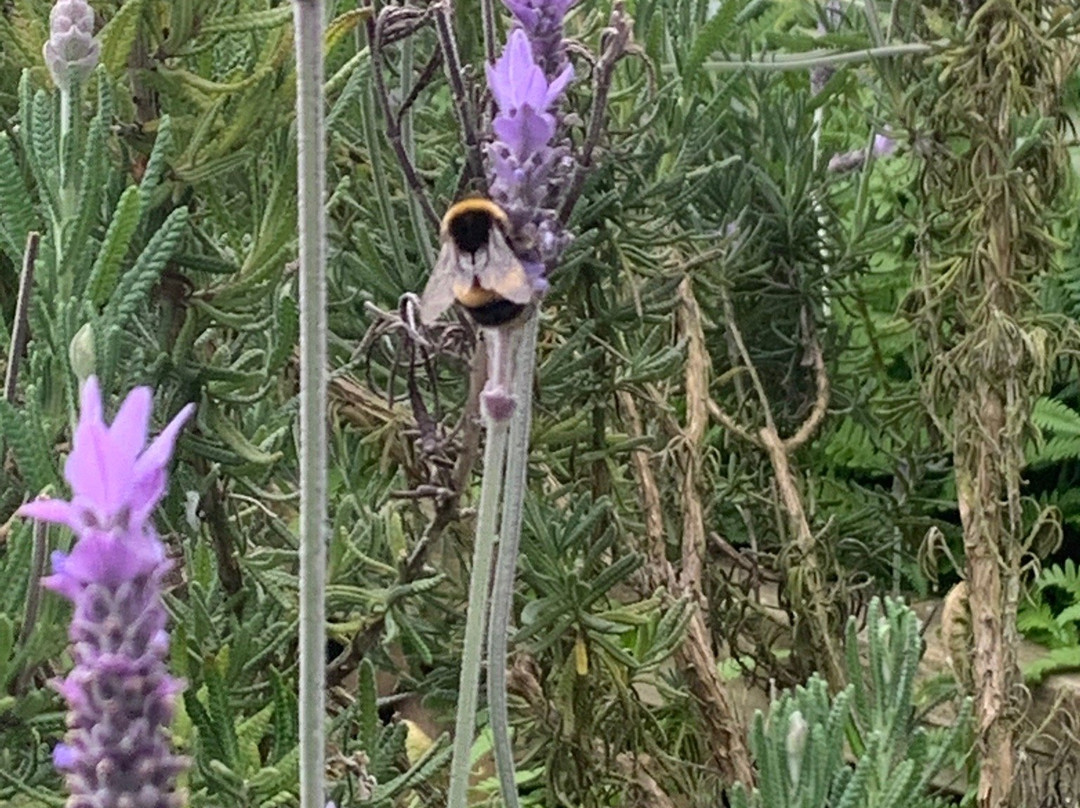 Lavender Fields景点图片