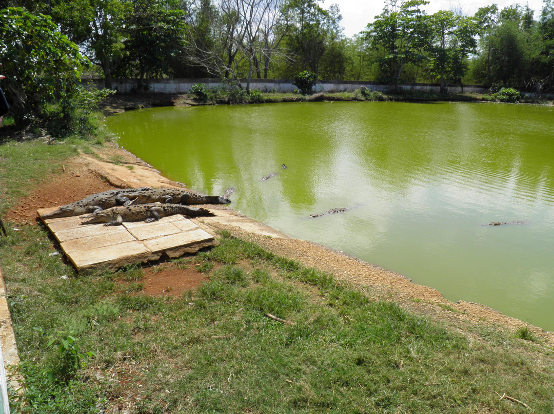Crocodile Farm景点图片