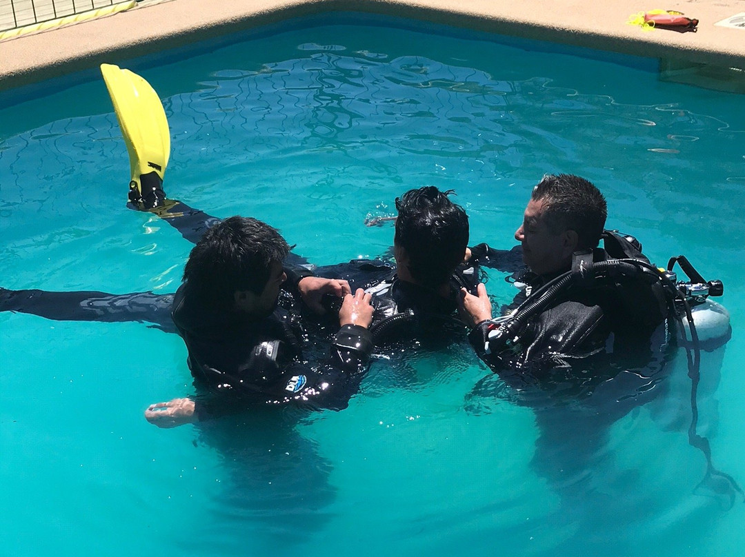 Octopus Divers