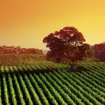 winery and castle-瓦拉杜利德必去景点