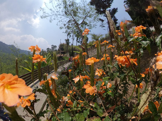 Bogor Private Tour Guide-茂物必去景点