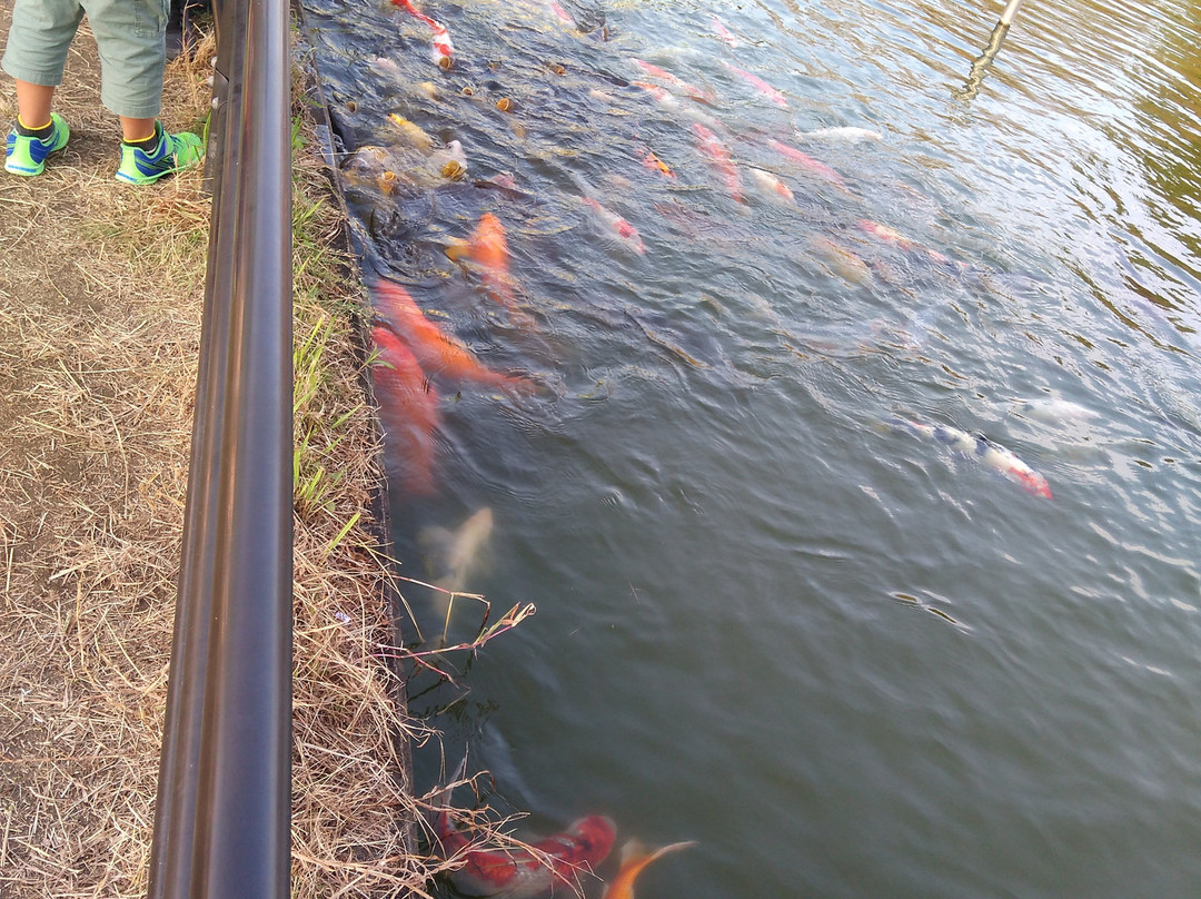 Kingyoto Koino Satohiroba-长洲町必去景点