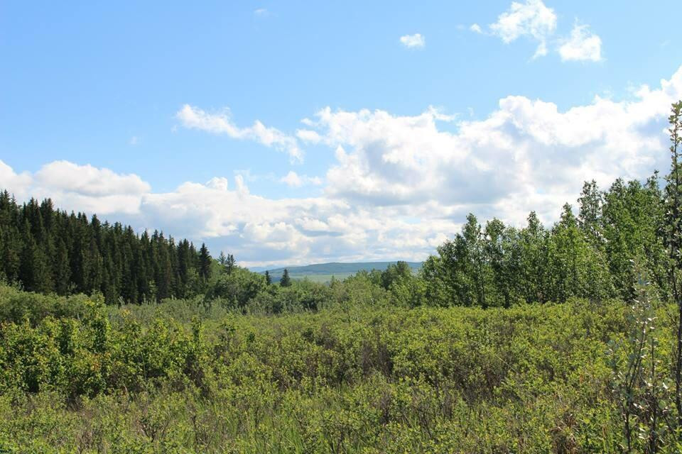 Cochrane Ranche Park景点图片