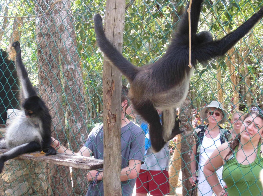 Tulum Monkey Sanctuary景点图片