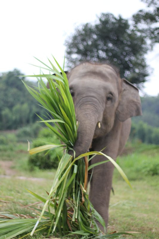 Karen Hilltribe Elephant Sanctuary景点图片