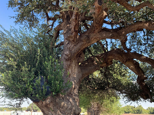 Wedding Oak Tree-San Saba必去景点