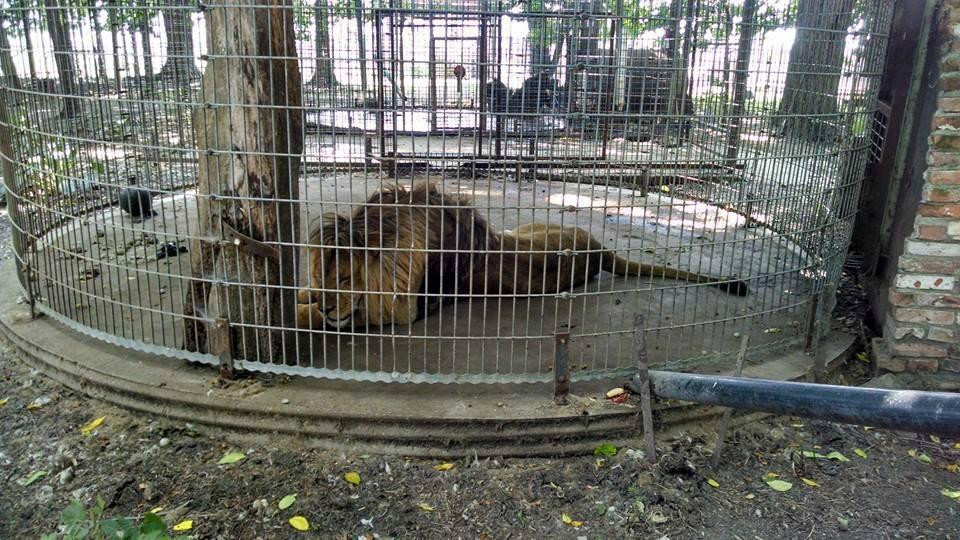 Maple Lane Wildlife Farm景点图片