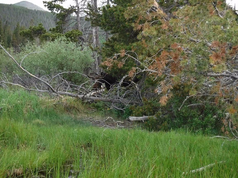 Sasquatch Fly Fishin-埃斯蒂斯公园必去景点