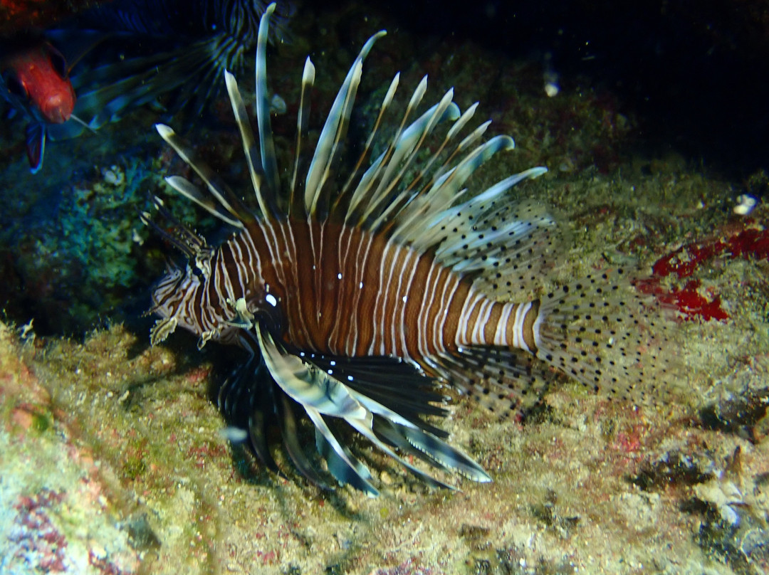 Reef Junkies景点图片