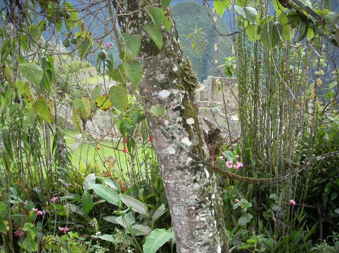 Jardin Botanico en Machu Pichu景点图片