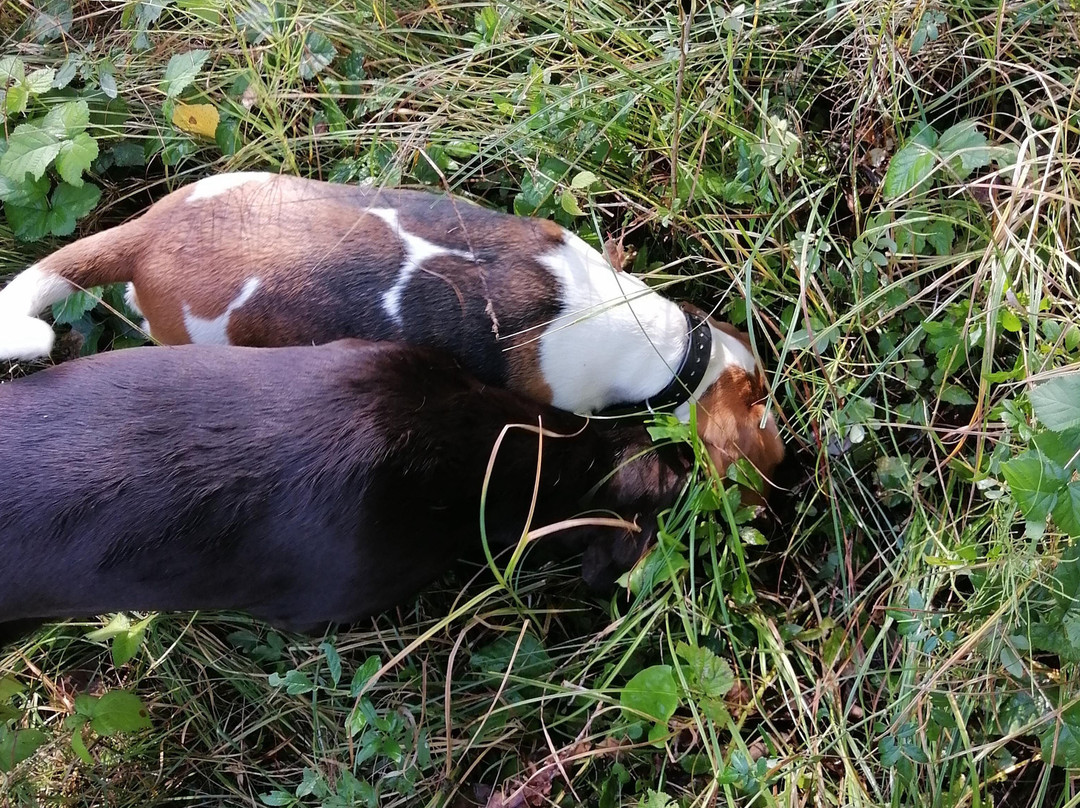 Svilicic truffle hunting-Motovun必去景点