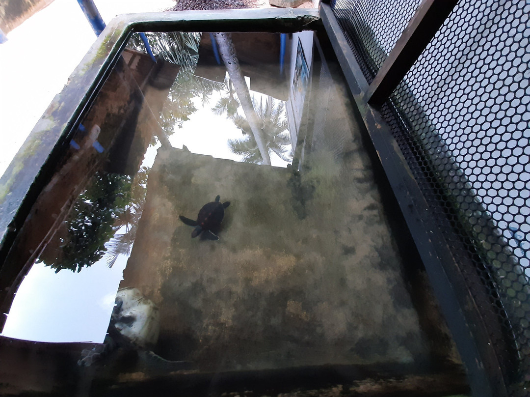 Sea Turtle Farm and Hatchery - Habaraduwa景点图片