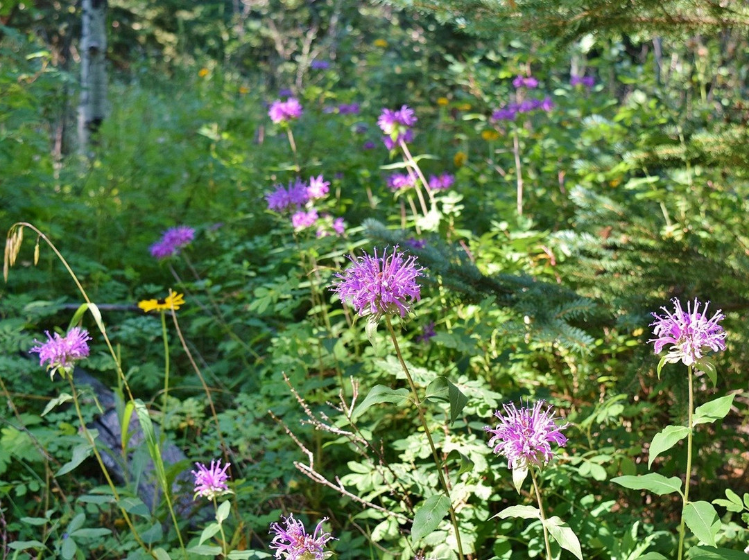 Bridal Veil Falls-落基山国家公园必去景点